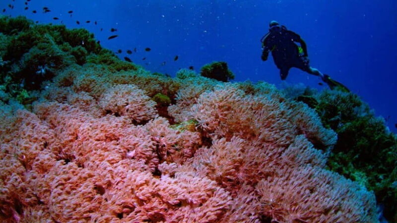 El Nido: Manta Ray Diving Experience in Sibaltan - Final Thoughts