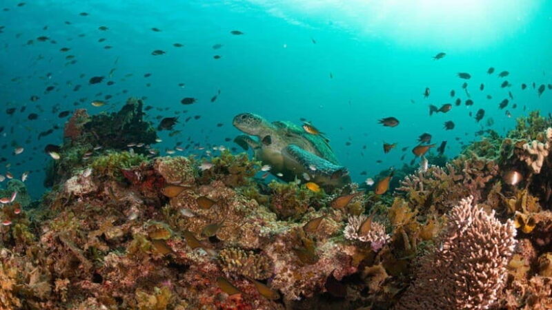 El Nido: Manta Ray Diving Experience in Sibaltan - FAQ