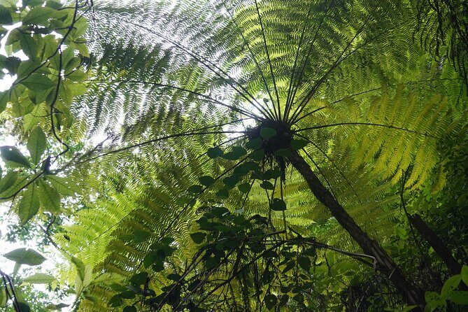 El Nogalito Mountain River- Hiking Tour - FAQ