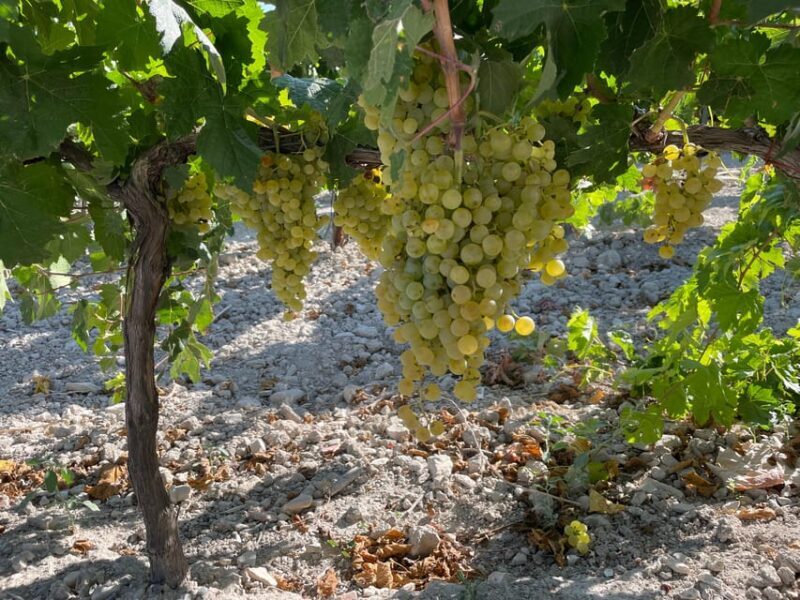 El Puerto de Santa María Winery and Tasting - Why This Tour Is a Great Choice