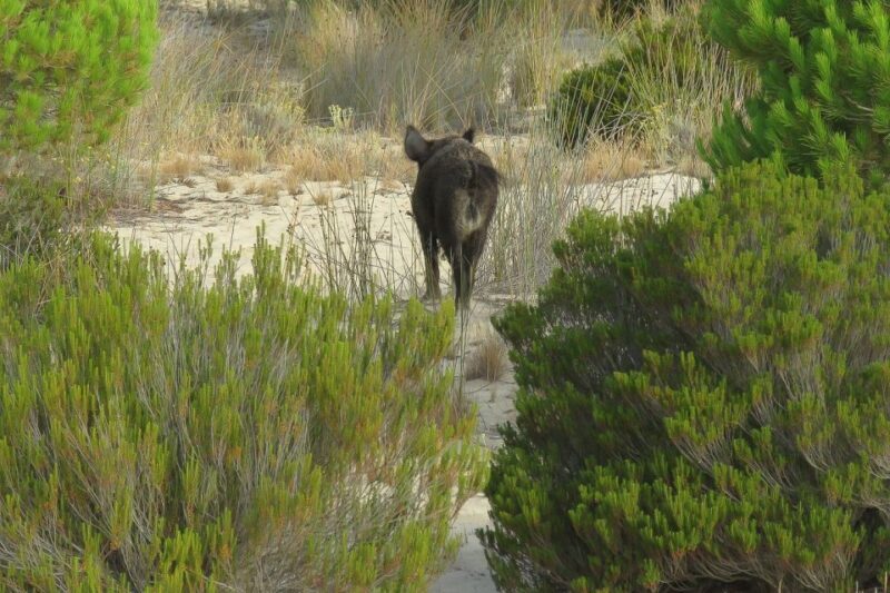 El Rocío: Doñana National Park 4x4 Guided Tour - Final The Sum Up