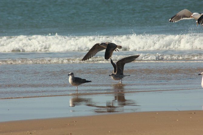 El Rocio, Donana Natural Park and Matalascanas Beach Day Trip from Seville - Key Points