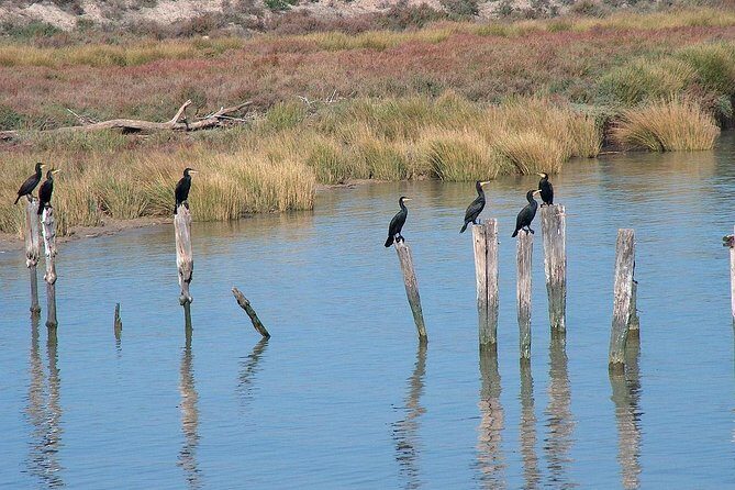 El Rocio, Donana Natural Park and Matalascanas Beach Day Trip from Seville - FAQ