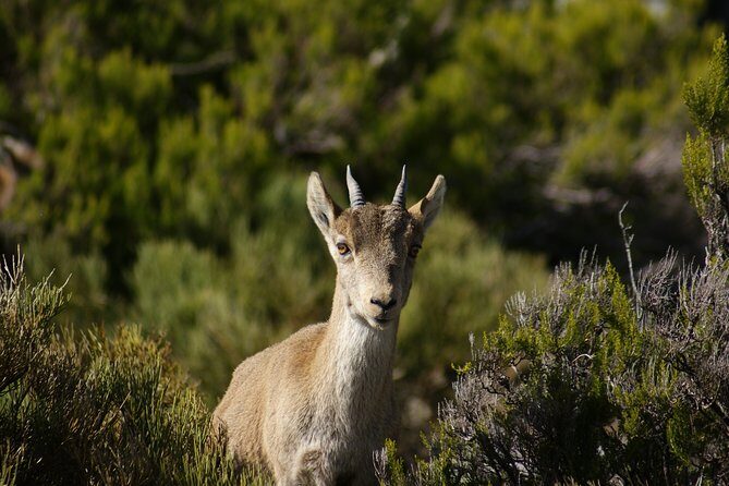El Saltillo Gorge and White Village Hiking Tour from Malaga - Key Points