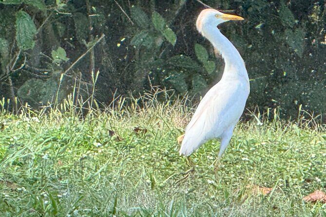 El Suzanne Estate Birding & Nature Reserve Tour - FAQ
