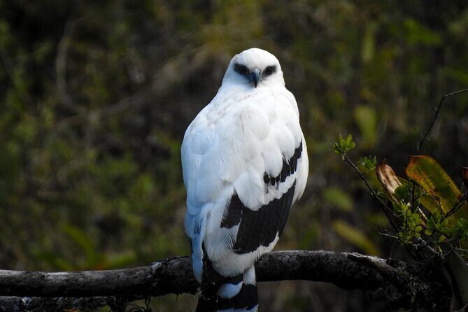 El Tigre Waterfalls Hiking Tour with Lunch and Nature Guide - The Scenery & Wildlife