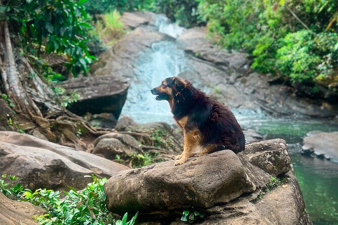 El Yunque Hike, Waterslide & Luquillo Kiosks Food with Transport - Exploring El Yunque and Beyond: A Detailed Review