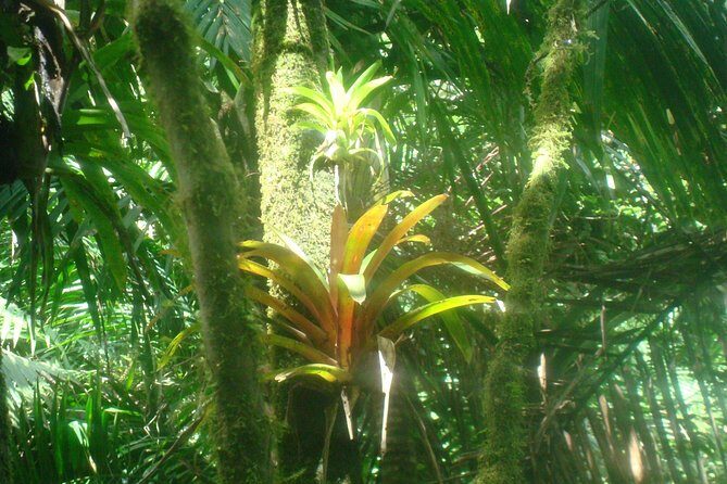El Yunque Rainforest Full Day Private Tour - Key Points