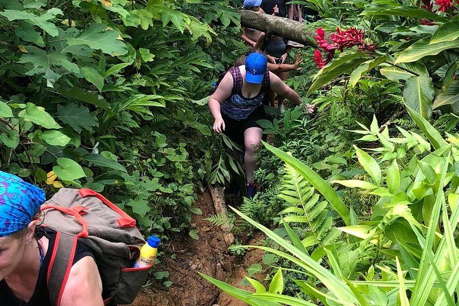 El Yunque Rainforest Tour from Fajardo - A Deep Dive Into the El Yunque Rainforest Tour from Fajardo