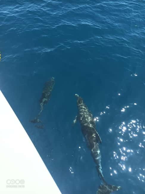 Elba Island boat trips - Key Points