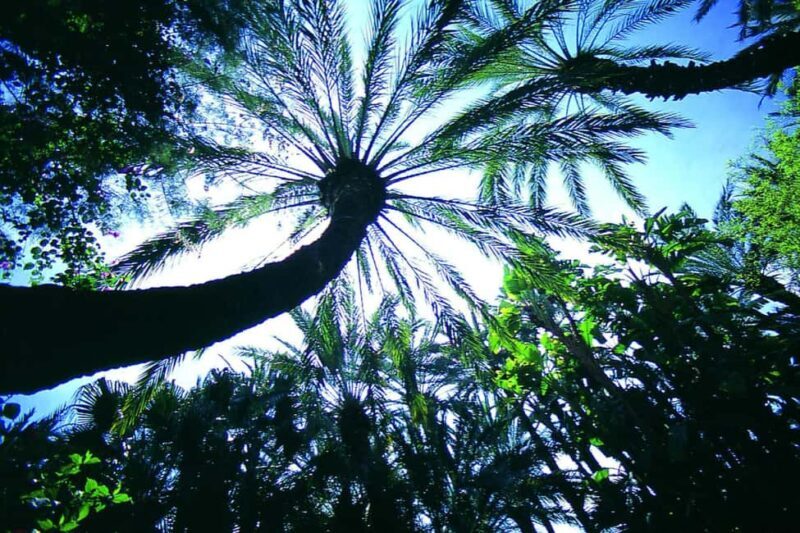 Elche: Entry Ticket Huerto del Cura National Artistic Garden - Practical Tips for Visiting