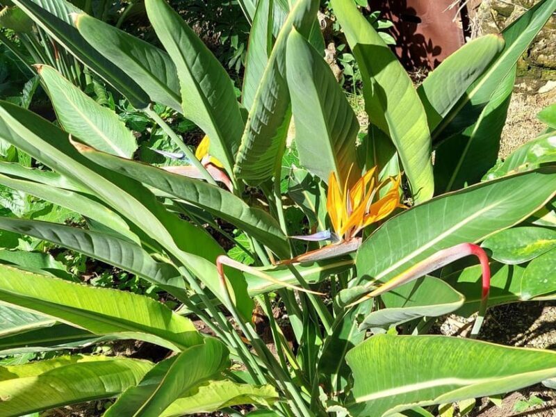 Elche: walking tour through the historic center and botanical garden Huerto de Cura - The Heart of Elche: Natural and Cultural Treasures