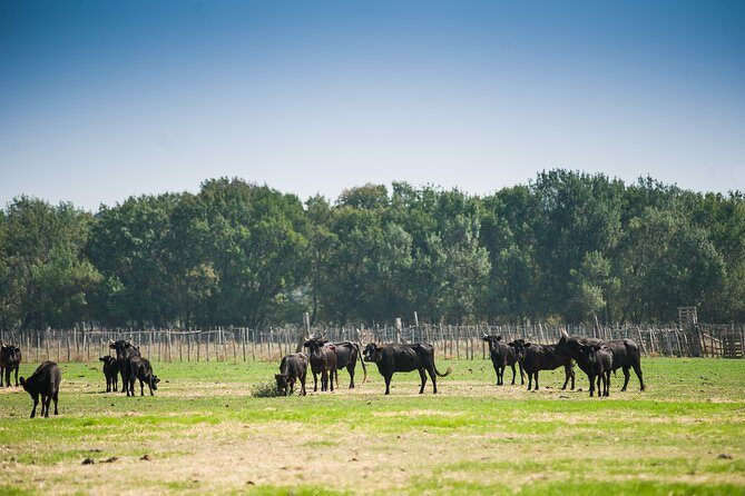 Electric bike excursion in Camargue - Key Points