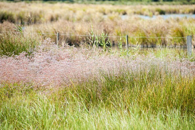 Electric bike excursion in Camargue - Final Thoughts