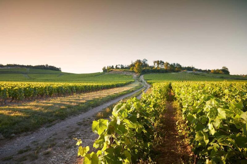 Electric scooter tour and wine tasting at Château de Chamirey - The Practicalities: What You Need to Know