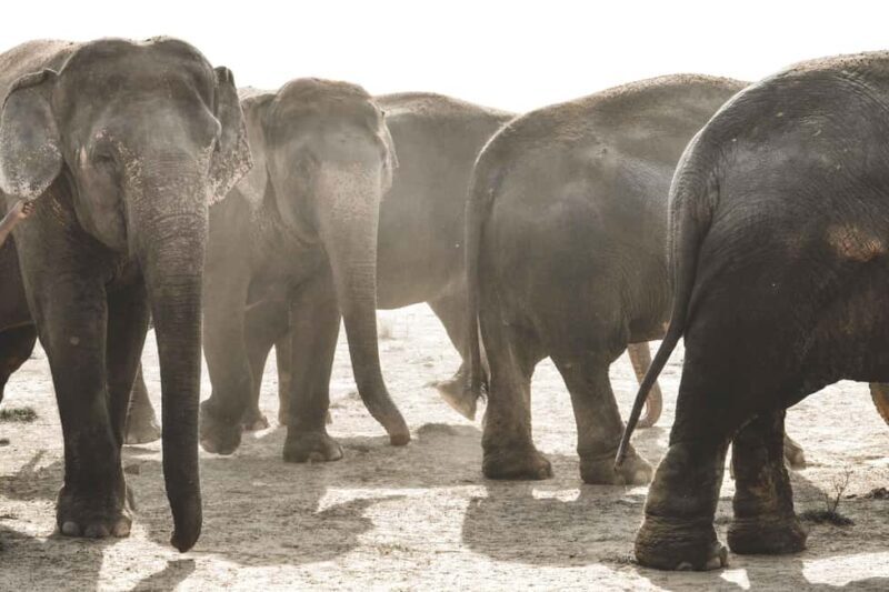 Elefantastic Elephant Sanctuary Tour - Key Points