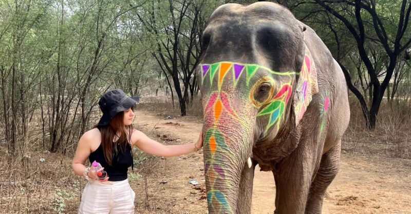 Elefun Best Elephant Sanctuary in Jaipur - Understanding the Value of the Experience