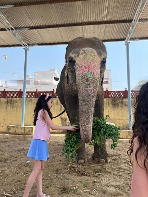 Elefun Best Elephant Sanctuary in Jaipur - FAQs