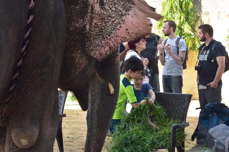 Elefun Best Elephant Sanctuary in Jaipur - Final Thoughts