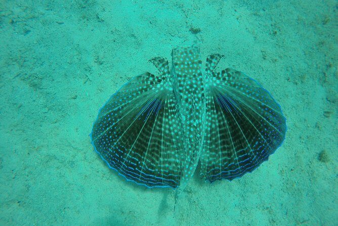 Elegance Catamaran turtles swim and lunch cruise - An In-Depth Review of the Elegance Catamaran Experience