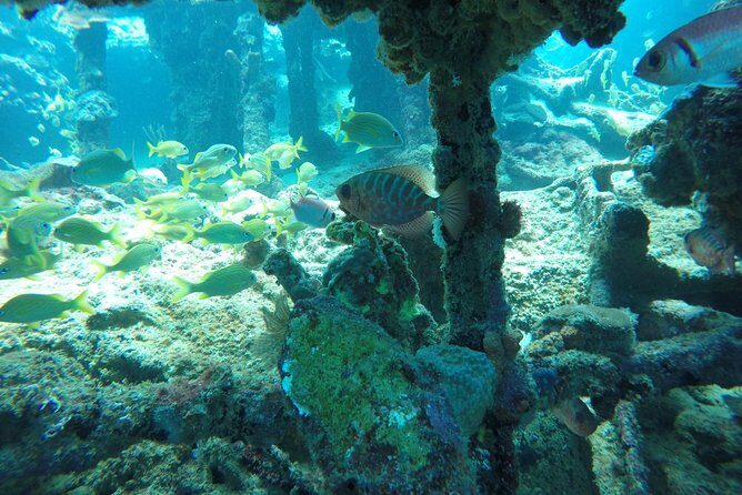 Elegance Catamaran turtles swim and lunch cruise - FAQ