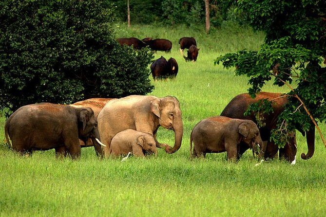 Elephant and Wildlife Watching in Kuiburi National Park - Private Afternoon Tour - The True Value of This Experience