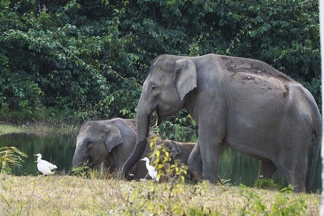 Elephant and Wildlife Watching in Kuiburi National Park - Private Afternoon Tour - Frequently Asked Questions