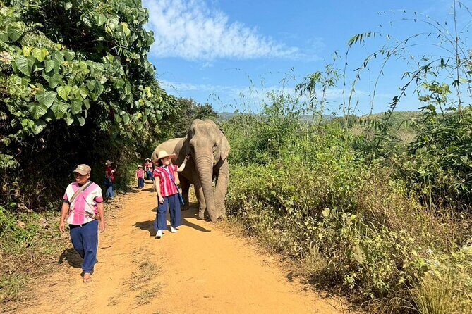 Elephant Care & Bathing Chiang Rai - Elephant Care & Bathing Chiang Rai: A Genuine Connection with Gentle Giants