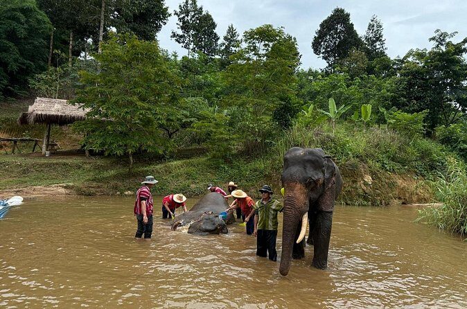Elephant Care & Bathing Chiang Rai - Final Thoughts