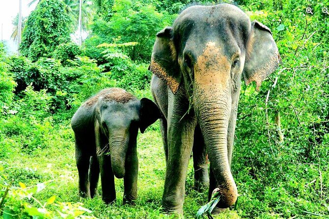 Elephant Care Experience - Why This Tour Stands Out