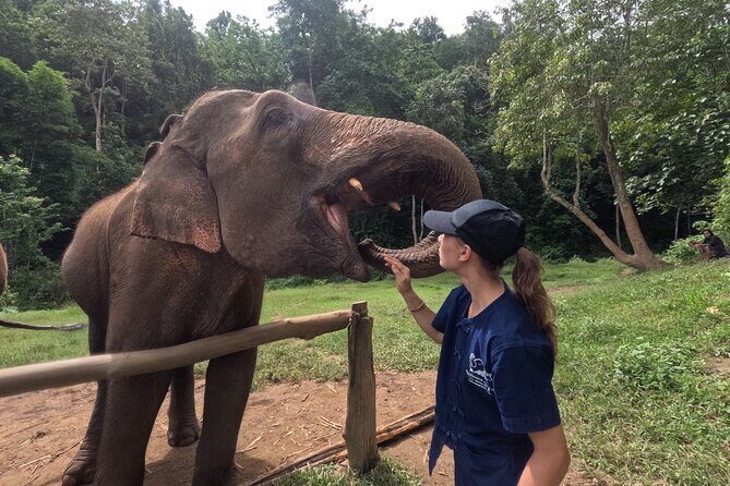 Elephant care program at Chiangmai Elephant Care - Exploring the Elephant Care Program at Chiangmai Elephant Care