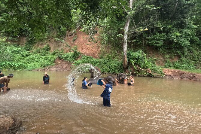 Elephant care program at Chiangmai Elephant Care - Key Points