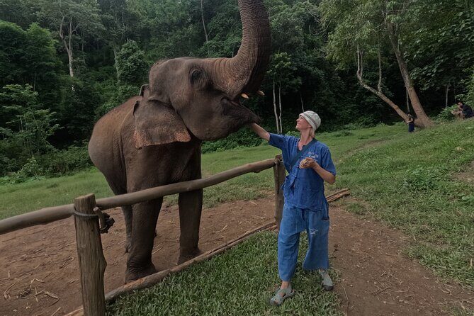 Elephant care program at Chiangmai Elephant Care - What the Day Looks Like