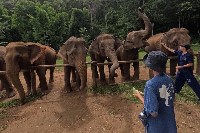 Elephant care program at Chiangmai Elephant Care - Transportation and Group Size: Why It Matters