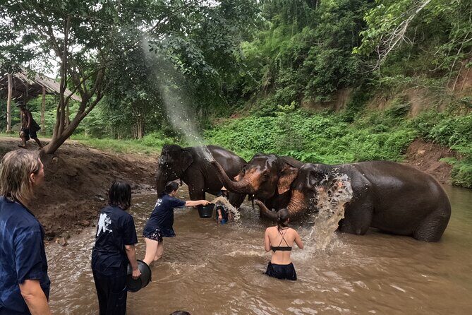 Elephant care program at Chiangmai Elephant Care - The Value of This Experience