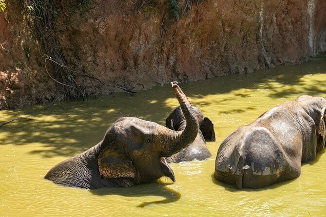 Elephant Nature Experience with Lunch at Bukit Elephant Park - A Compassionate Encounter: Elephant Nature Experience with Lunch at Bukit Elephant Park