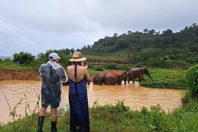 Elephant Nature Experience with Lunch at Bukit Elephant Park - Key Points