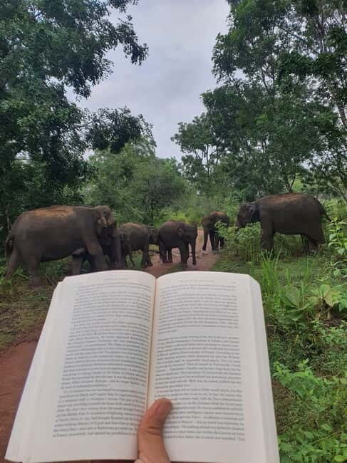 Elephant safari: Minneriya national park elephant safari - Final thoughts