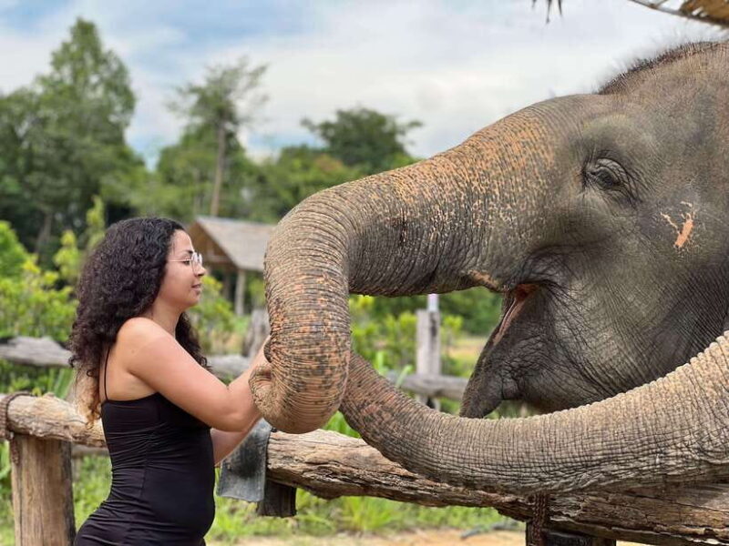 Elephant Sanctuary Cambodia, Pickup and drop off included - Discovering Cambodia Elephant Sanctuary: An Authentic Encounter