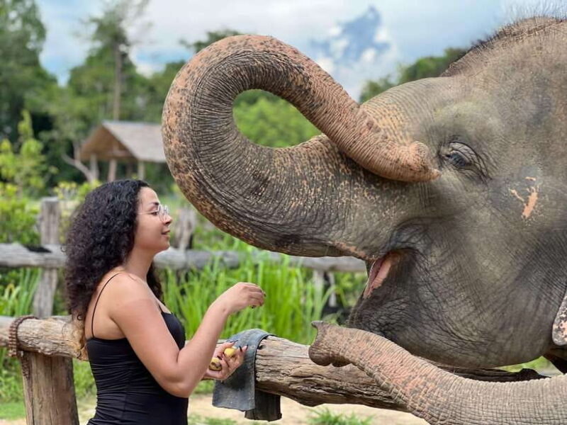 Elephant Sanctuary Cambodia, Pickup and drop off included - Key Points