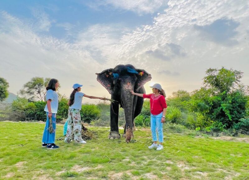 Elephant Sanctuary for Best elephant experience in Jaipur - Key Points