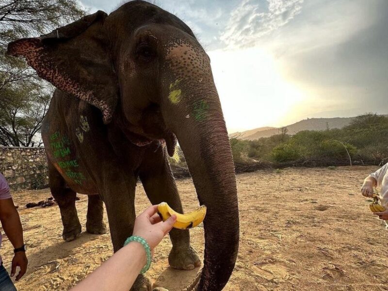 Elephant Sanctuary for Best elephant experience in Jaipur - Final Thoughts