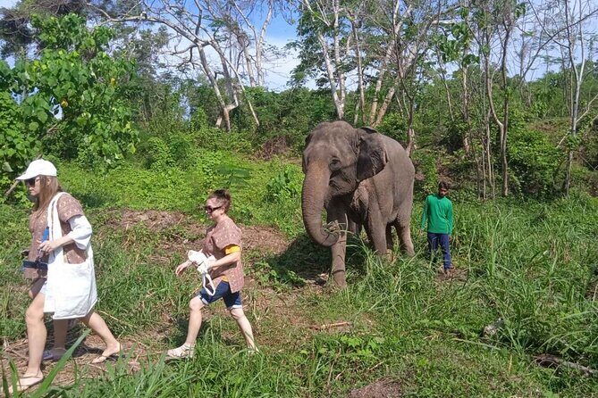 Elephant Sanctuary Small Group Tour in Phuket - FAQs