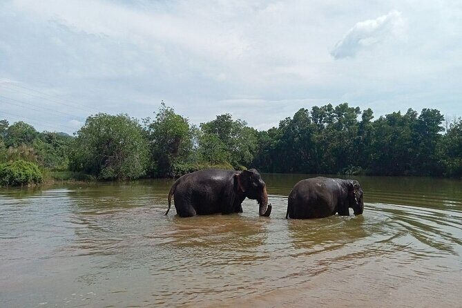 Elephant Sanctuary Small Group Tour in Phuket - The cooking class and lunch