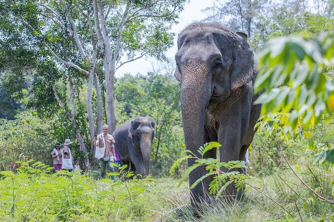 Elephant Sanctuary Small Group Tour in Phuket - The sanctuary environment