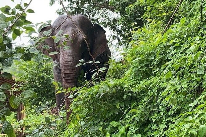 Elephant Sanctuary, Wat Ban Den & Sticky Waterfall - Key Points