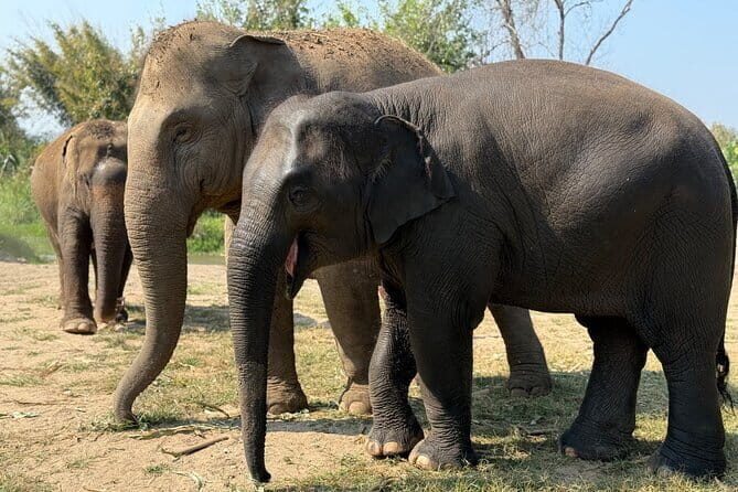 Elephant Sanctuary, Wat Ban Den & Sticky Waterfall - A Deep Dive into the Tour Experience