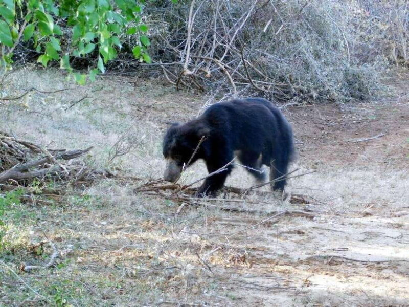 Ella: 1 Day tour to Badulla / Haputale / Mahiyanganaya - Ella: 1 Day Tour to Badulla, Haputale, Mahiyanganaya — A Wildlife and Scenic Adventure