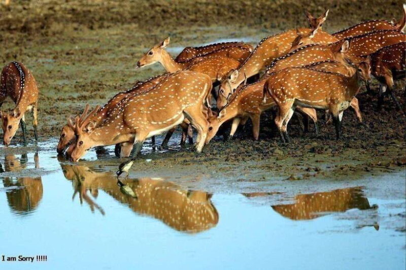 Ella: All Inclusive Yala Half Day Leopard Safari - Exclusive - Ella: All Inclusive Yala Half Day Leopard Safari - Exclusive