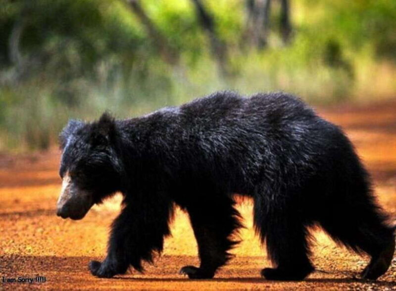 Ella: All Inclusive Yala Half Day Leopard Safari - Exclusive - Why This Tour Offers Great Value